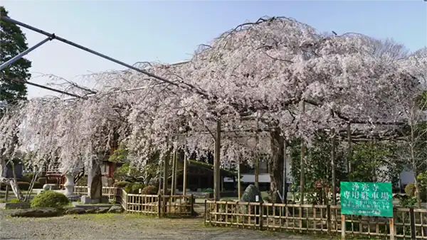 ひたちなか市の浄光寺のしだれ桜VRツアー