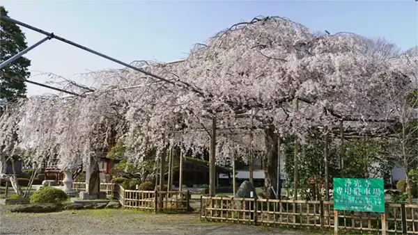 茨城県ひたちなか市の浄光寺のしだれ桜・一本桜の開花写真