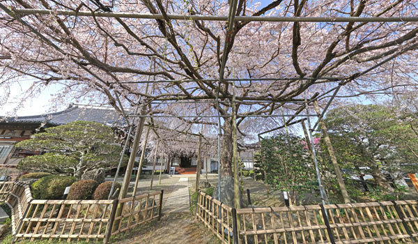 ひたちなか市の浄光寺のしだれ桜VRツアー