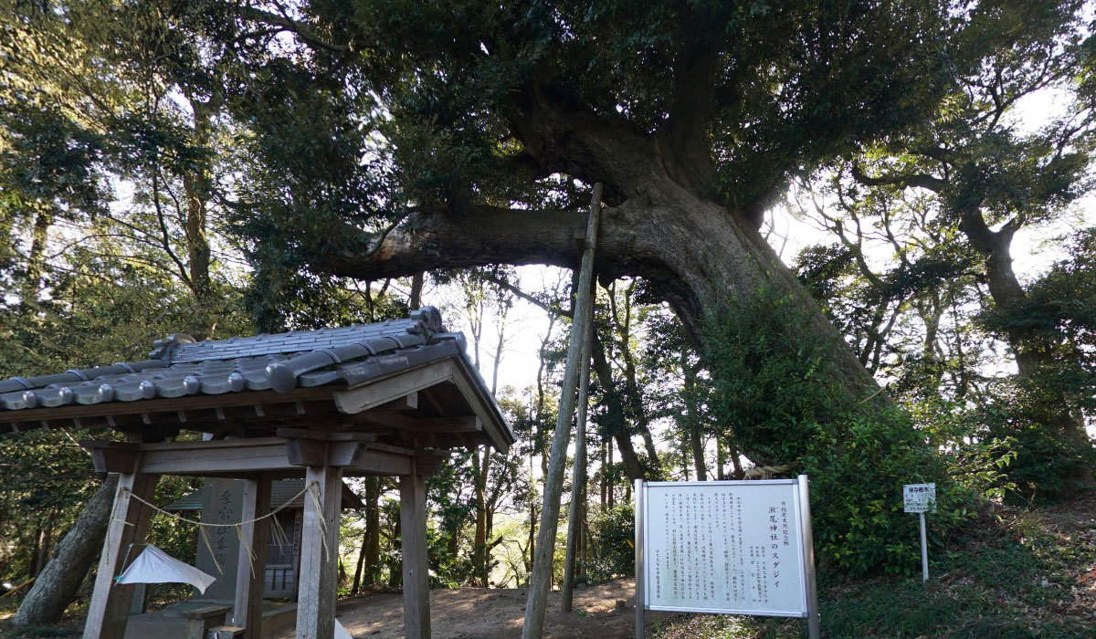 ひたちなか市の巨木おすすめ観光スポットの湫尾神社のスダジイとヒイラギ