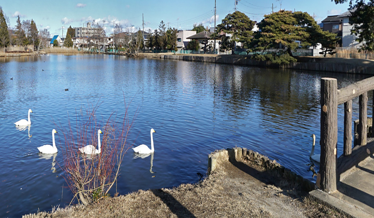 ひたちなか市おすすめ白鳥飛来スポットの大島公園