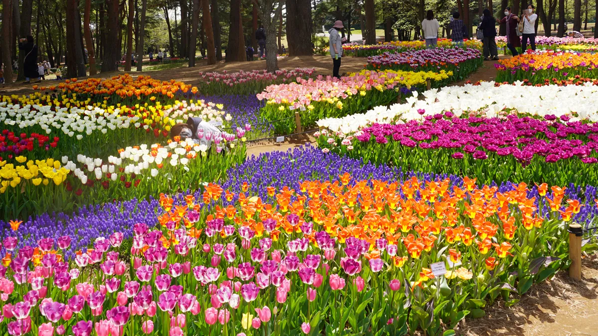 茨城県ひたちなか市の国営ひたち海浜公園のチューリップ畑