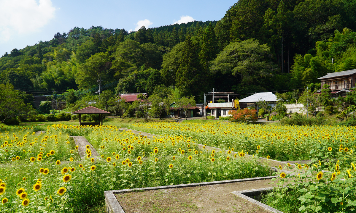 常陸大宮市の三浦杉公園の木造通路とひまわり畑の景観