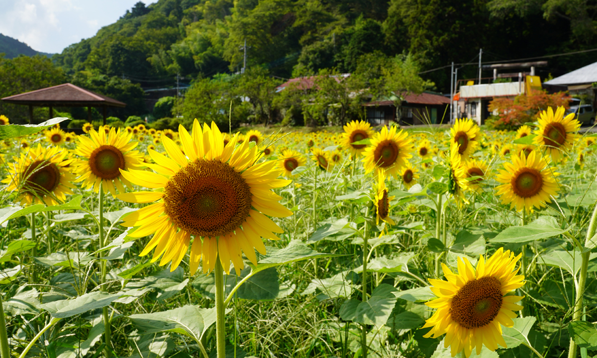 常陸大宮市の三浦杉公園のひまわり畑