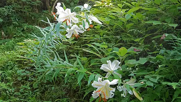 常陸大宮市の諸沢地区のヤマユリ