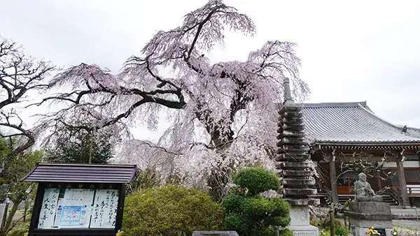 茨城県常陸大宮市の西方寺のしだれ桜・一本桜の開花写真