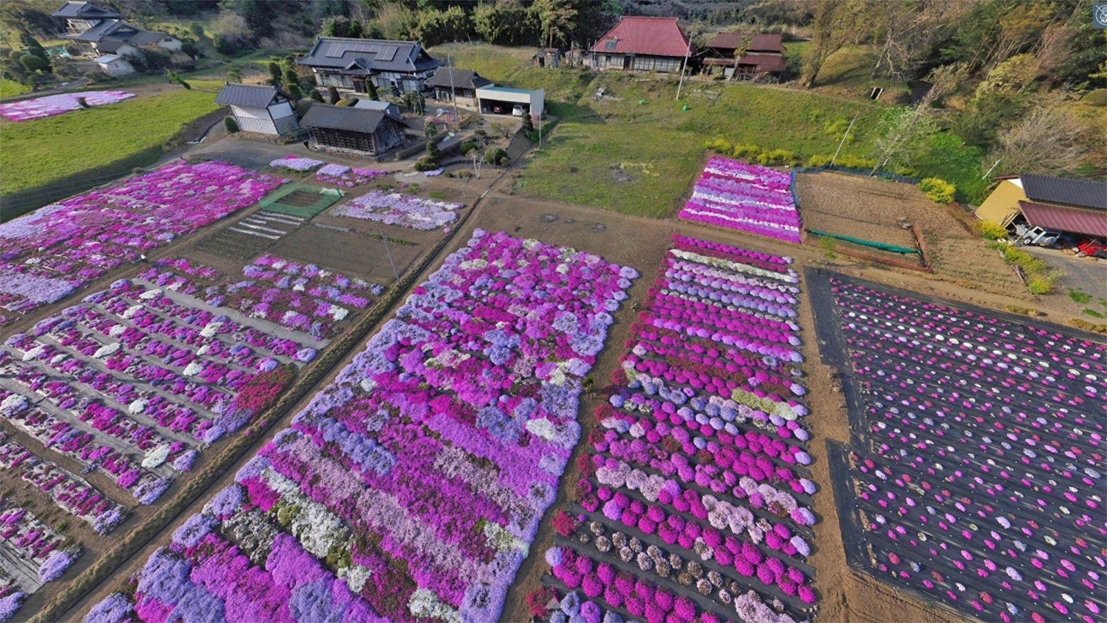 常陸大宮市 小舟の芝桜の景観とVRツアーリンク