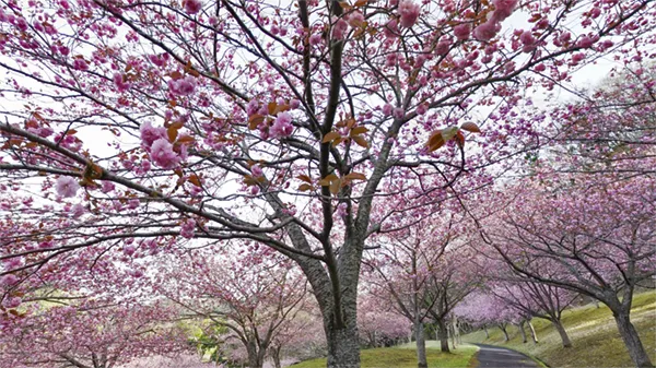 茨城県常陸大宮市の八重桜名所のやすらぎの里公園