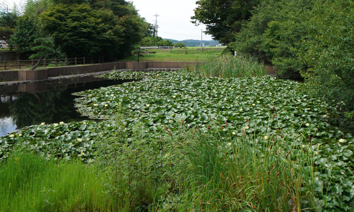 茨城県常陸大宮市の鏡ヶ池スイレンVRツアー