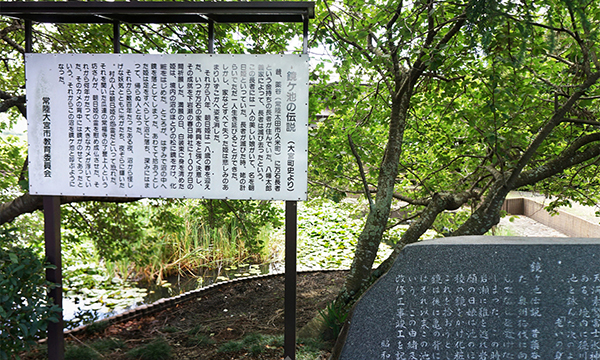 茨城県の常陸大宮市のスイレン･水連池の鏡ヶ池