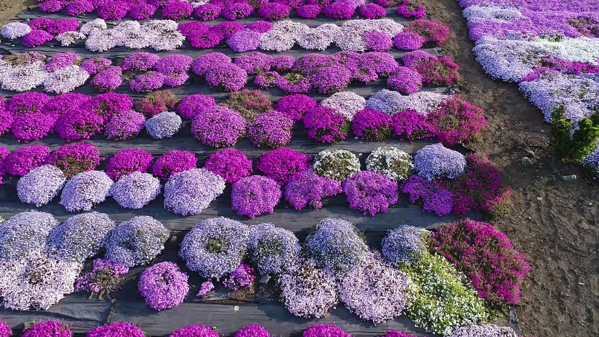 小舟の芝桜空撮動画のサムネイル