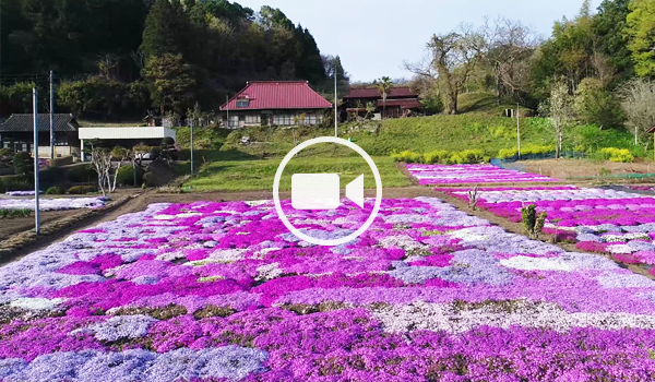 小舟の芝桜空撮観光動画