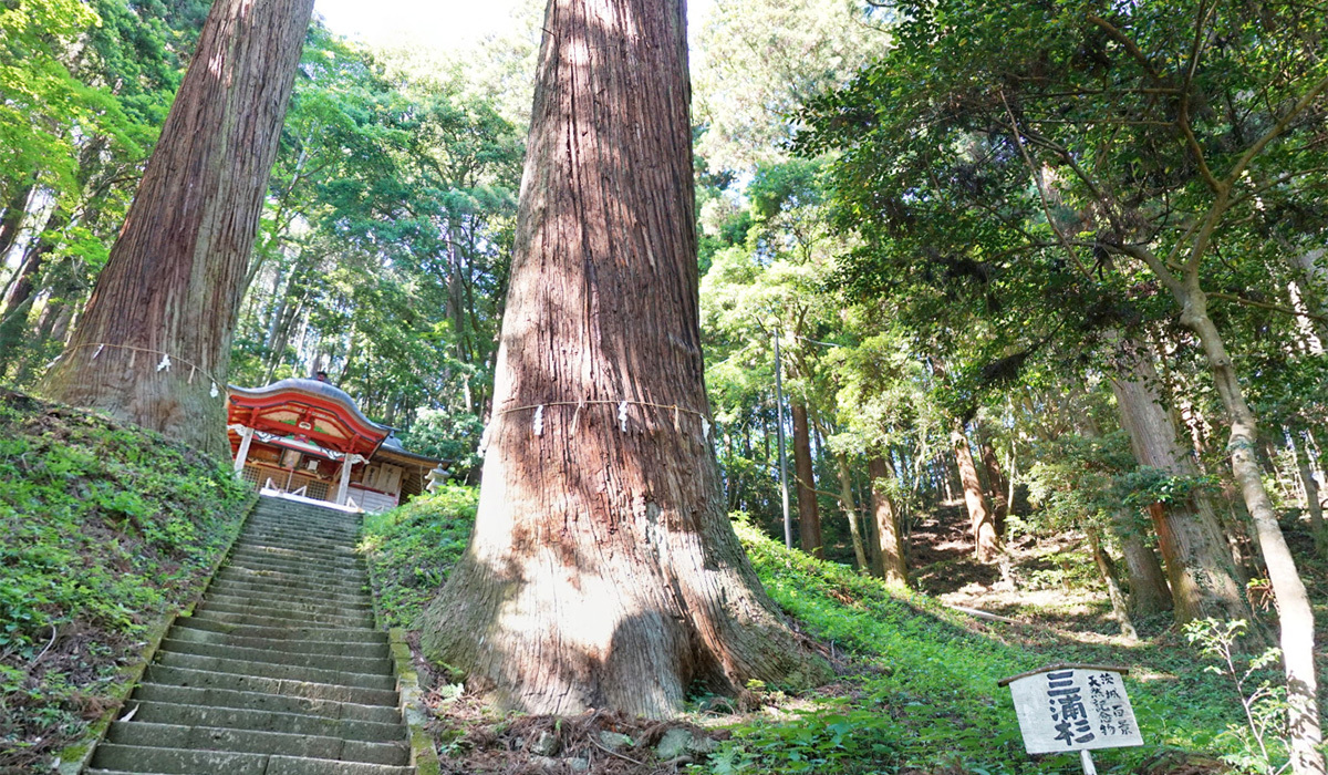 常陸大宮市の巨木おすすめ観光スポットの三浦杉