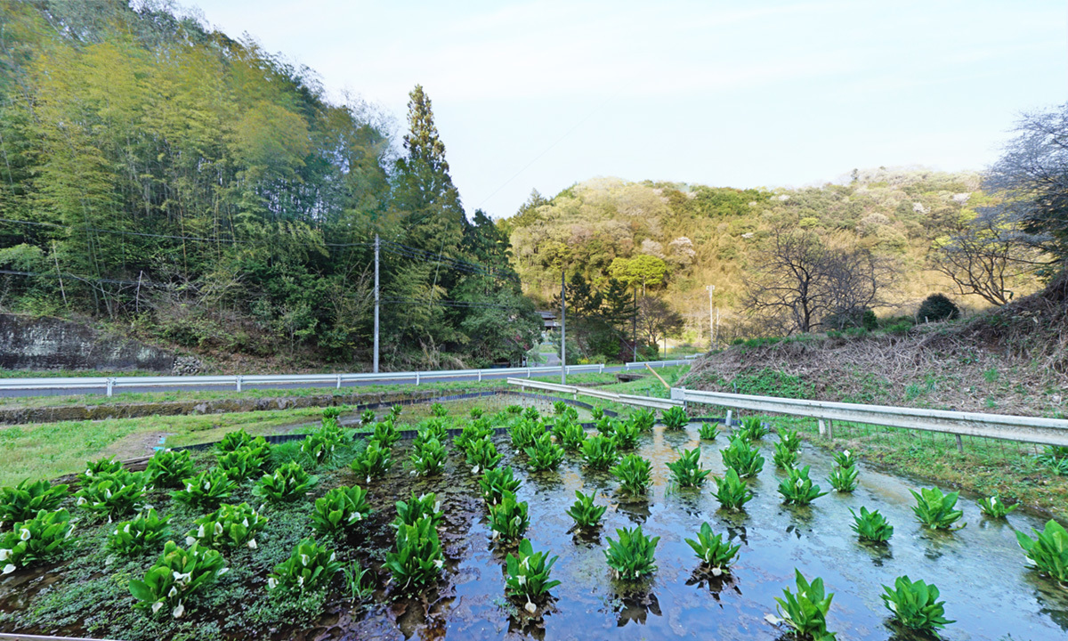 水芭蕉の里の水芭蕉開花景観