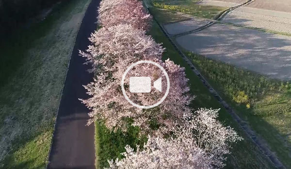 常陸大宮市おすすめ花見スポットの辰ノ口親水公園桜並木北進の空撮観光動画