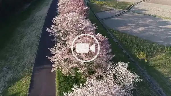 常陸大宮市おすすめ花見スポットの辰ノ口親水公園桜並木北進の空撮観光動画