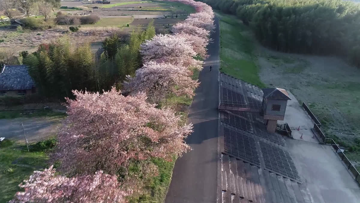 辰ノ口親水公園の桜づつみ空撮動画のサムネイル