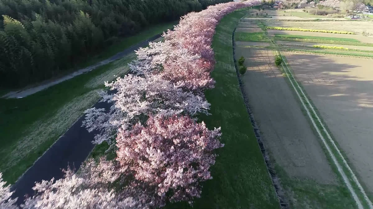 辰ノ口堰への桜づつみ空撮動画のサムネイル