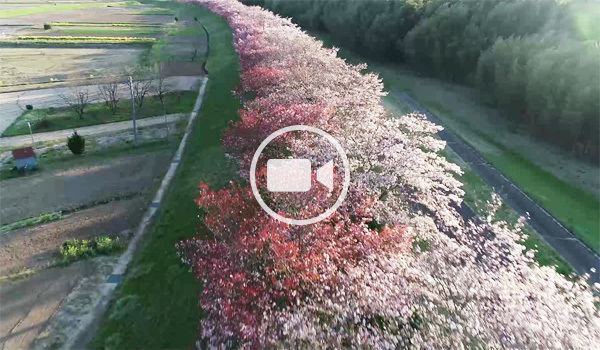 常陸大宮市おすすめ花見スポットの辰ノ口親水公園桜づつみ南進の空撮観光動画