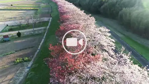 常陸大宮市おすすめ花見スポットの辰ノ口親水公園桜づつみ南進の空撮観光動画