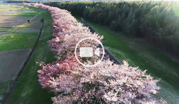 辰ノ口親水公園の桜づつみ空撮観光動画