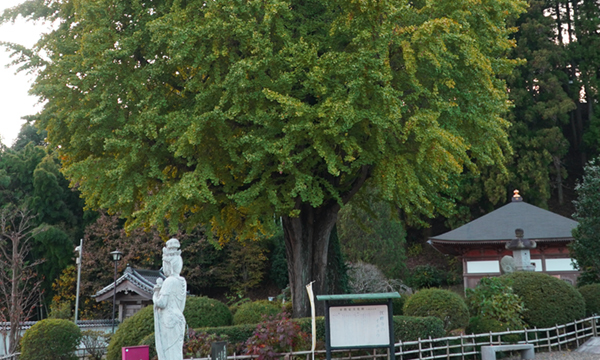 江畔寺の大イチョウ