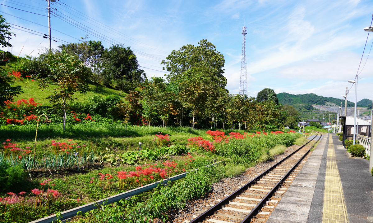 茨城県常陸大宮市中舟生駅の彼岸花群生地