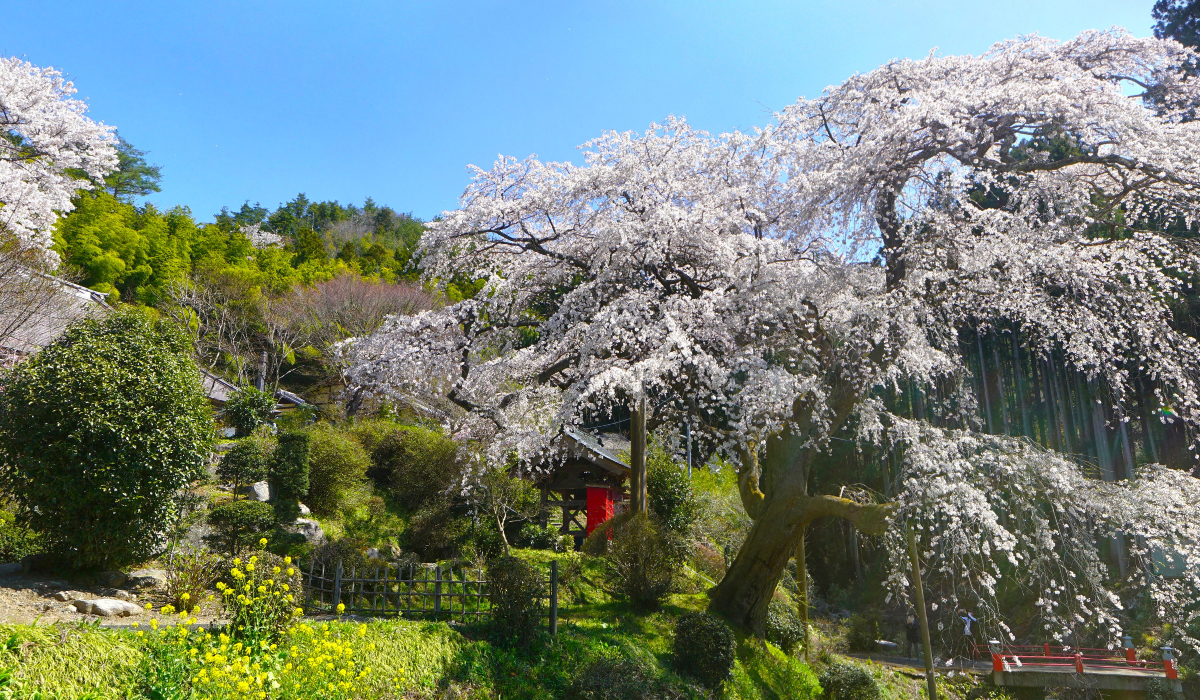 茨城県のしだれ桜で有名な泉福寺
