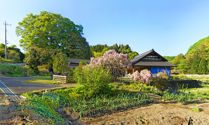 茨城県常陸太田市おすすめスポットの茅根家の藤の古木