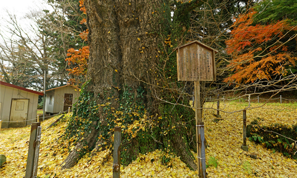 常陸太田市の西金砂神社のイチョウ