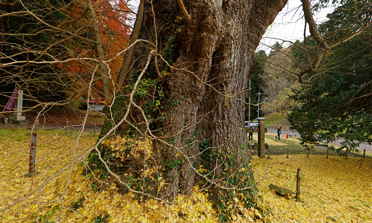 西金砂神社のイチョウの東側VRツアー