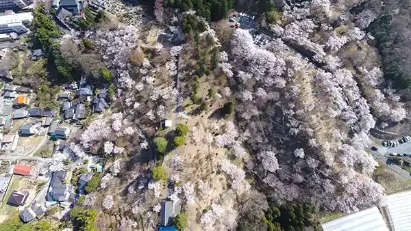 常陸太田市の花見名所の西山公園の桜