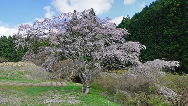 茨城県常陸太田市の漆平の枝垂れ桜・一本桜の開花写真