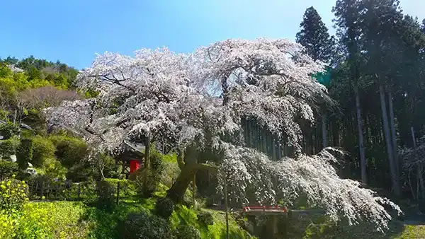 茨城県常陸太田市の泉福寺のしだれ桜・一本桜の開花写真
