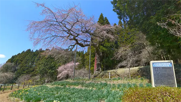 茨城県常陸太田市の七反のしだれ桜・一本桜の開花写真