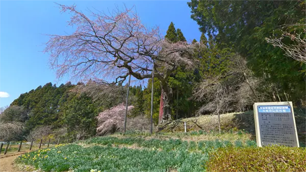 常陸太田市の桜名所の七反のしだれ桜