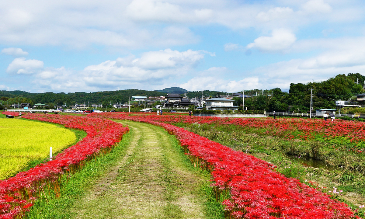 茨城県常陸太田市の源氏川堤防のの彼岸花VRツアー