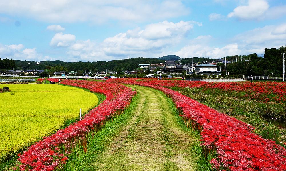 源氏川の南側左岸堤防の地上写真