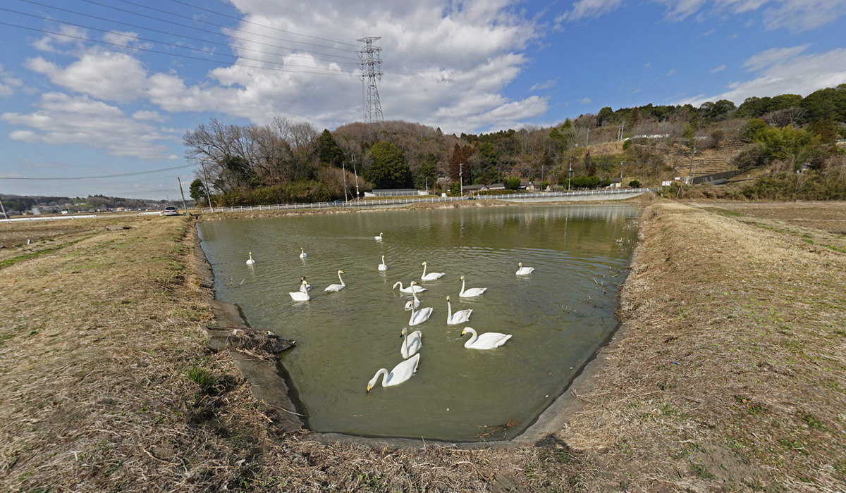 常陸太田市・五反田池の南東角からの白鳥VRツアー