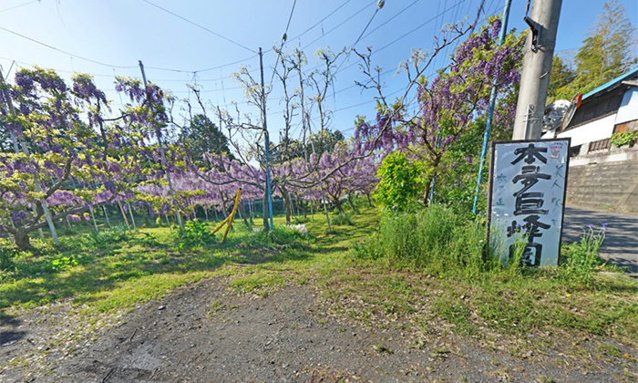 茨城県常陸太田市おすすめスポットの本多巨峰園