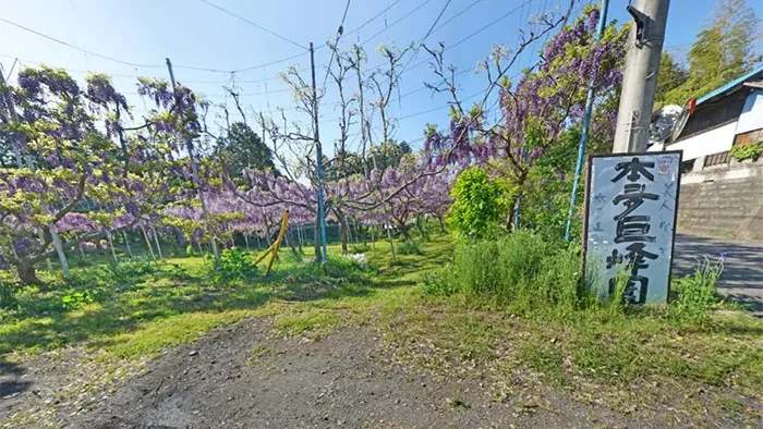 茨城県常陸太田市おすすめスポットの本多巨峰園