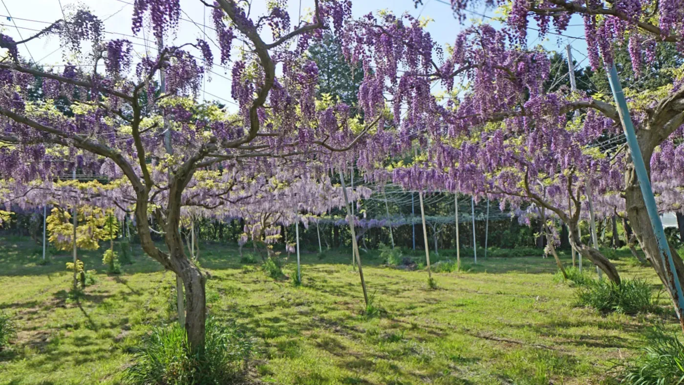 茨城県常陸太田市本田巨峰園の藤棚の観光VRツアー