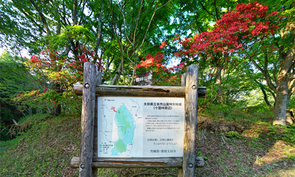 茨城県常陸太田市おすすめ観光スポットの十国峠のつつじ