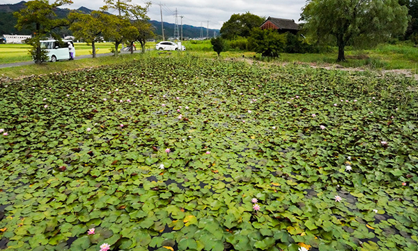 常陸太田市のスイレンの花季節観光スポットの根岸のため池