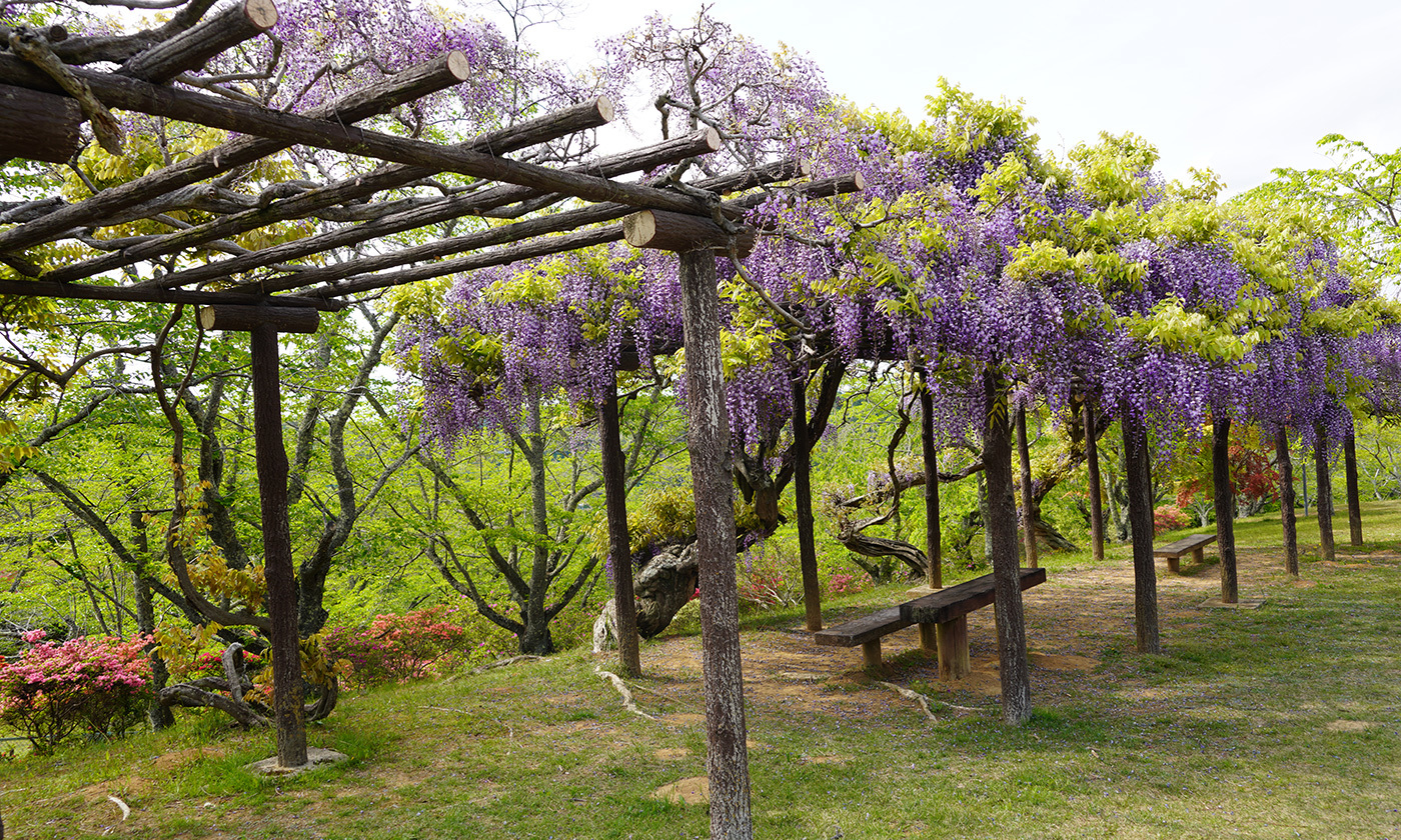 茨城県常陸太田市西山公園の藤棚の観光VRツアー