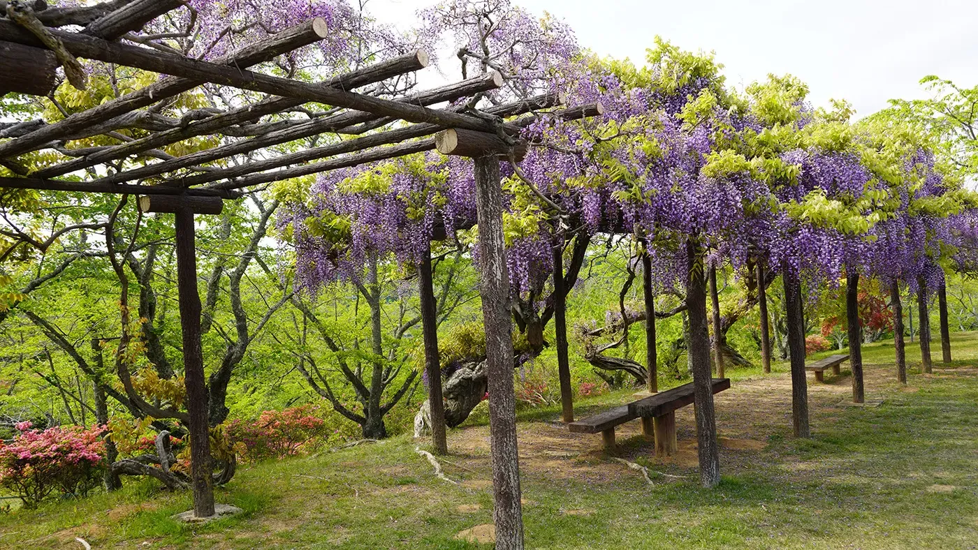 茨城県常陸太田市西山公園の藤棚の観光VRツアー