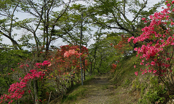 茨城県常陸太田市おすすめ観光名所の西山公園のつつじ