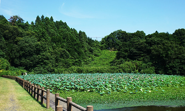 常陸太田市のハスの花観光名所の親沢池親水公園のVRツアー