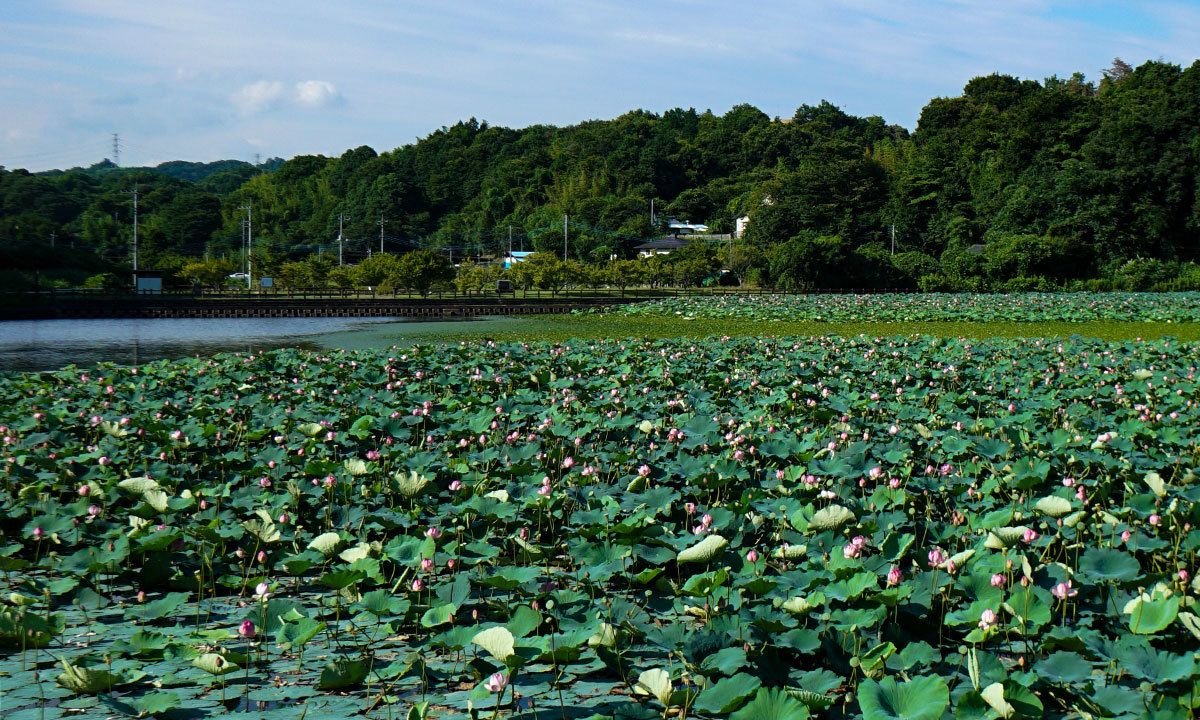 親沢池親水公園のハスの花・蓮池のVRツアー