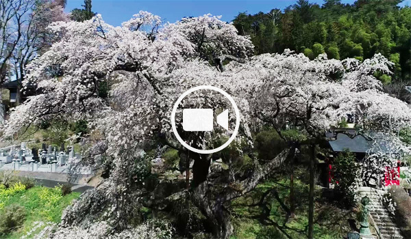 常陸太田市おすすめ花見スポットの泉福寺の空撮観光動画